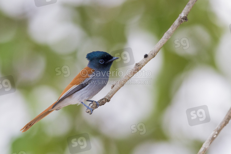 African Paradise Flycatcher